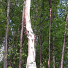 Alaskan Birch Earrings