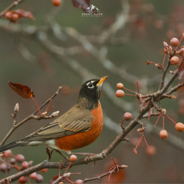 American Robin Bracelet