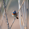 Bluethroat Bracelet