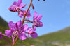 Fireweed Bracelet
