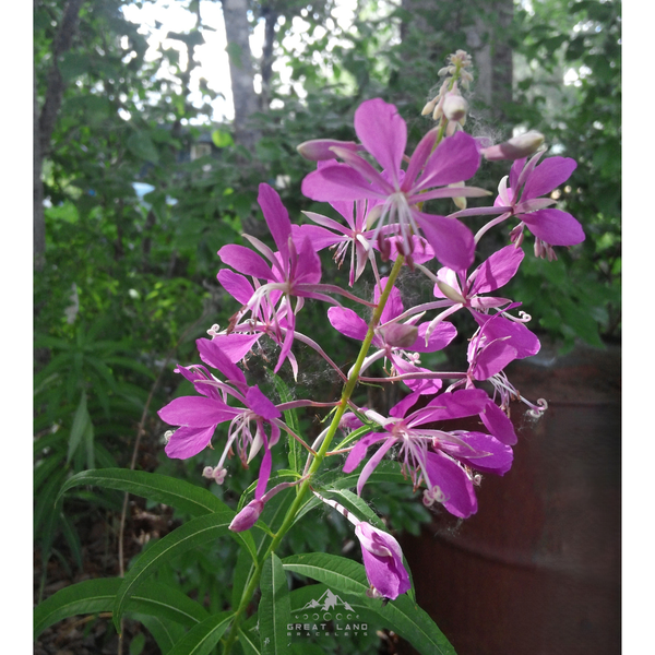 Fireweed Bracelet